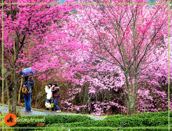 du lịch Đài Loan tết