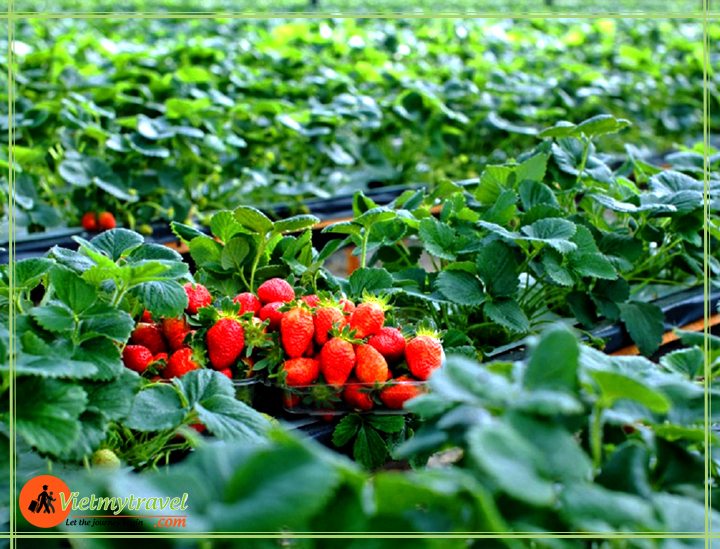 du lịch Nhật Bản Vietmytravel