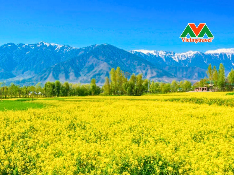 mua-hoa-dai-o-srinagar