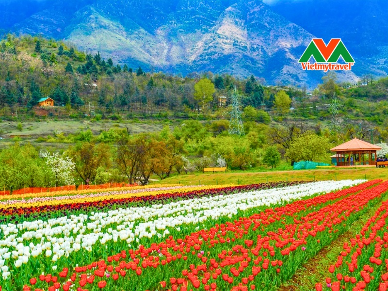 thung-lung-hoa-tulip-vung-srinagar