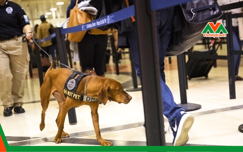 Lưu ý khi nhập cảnh vào Mỹ