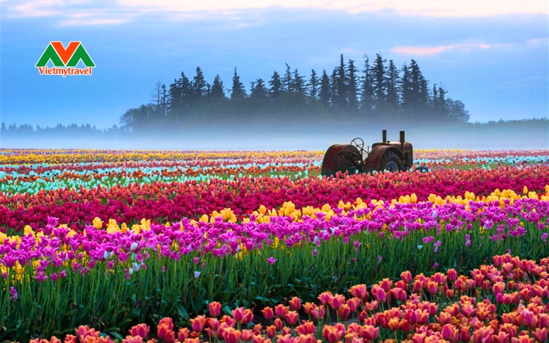 Thung lũng hoa tulip đủ màu sắc là điểm tham quan du lịch Mỹ yêu thích của nhiều du khách.