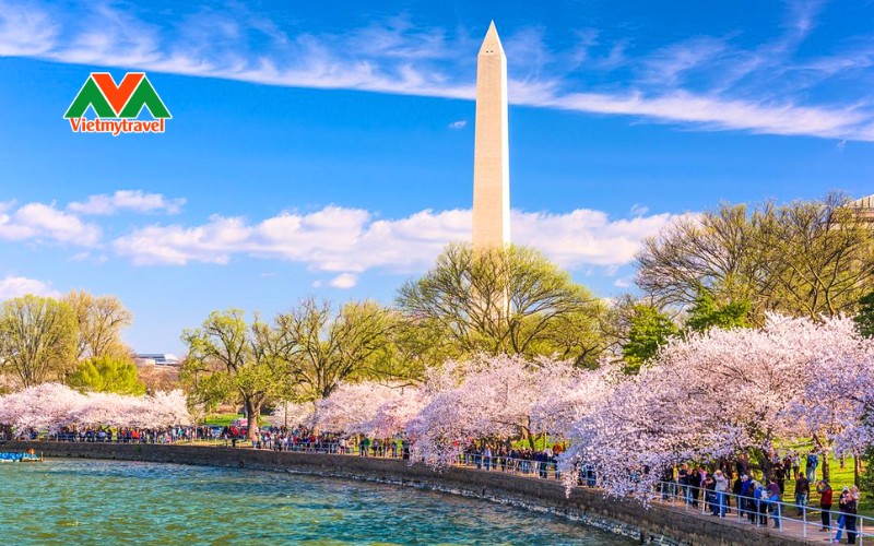 Mùa Hoa Anh Đào nước Mỹ