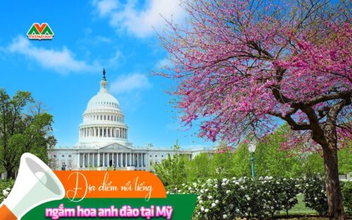 Địa điểm nổi tiếng ngắm hoa anh đào tại Mỹ hấp dẫn du khách quên lối về - Vietmytravel