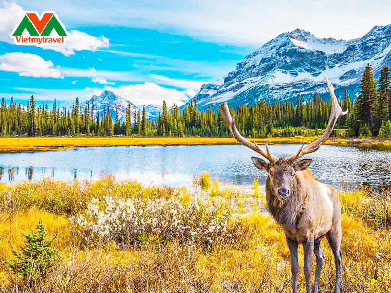 jasper-national-park