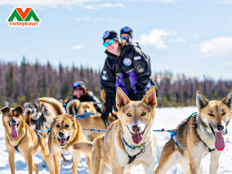 co-xe-husky-tren-thung-lung-tuyet